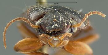 Media type: image;   Entomology 5922 Aspect: head frontal view